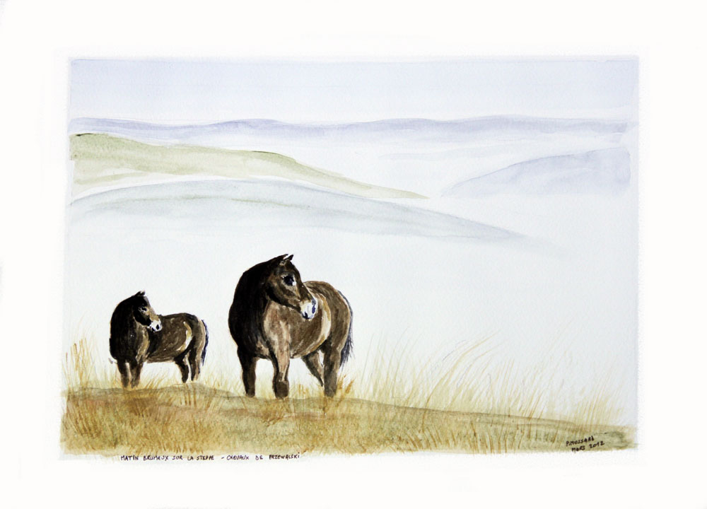 Chevaux- Pzrewalski